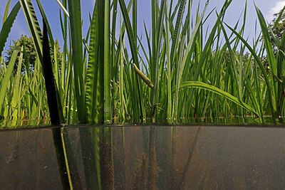 BUITEN BEELD Foto: 451123