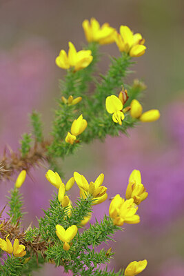 BUITEN BEELD Foto: 451130