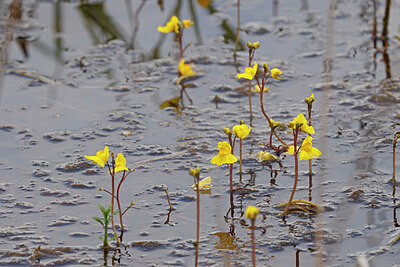BUITEN BEELD Foto: 451131