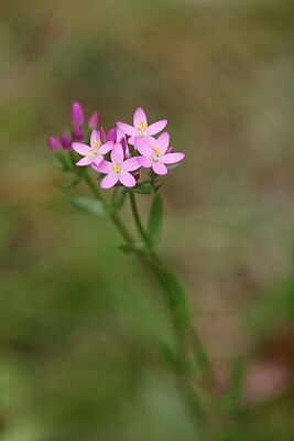 BUITEN BEELD Foto: 451134
