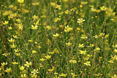 BUITEN BEELD Foto: 451135