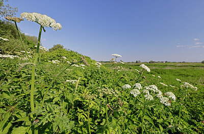 BUITEN BEELD Foto: 451138