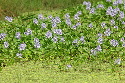 BUITEN BEELD Foto: 451156