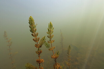 BUITEN BEELD Foto: 451160