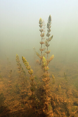 BUITEN BEELD Foto: 451167