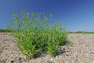 BUITEN BEELD Foto: 451172