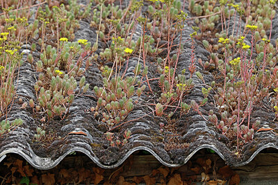 BUITEN BEELD Foto: 451179