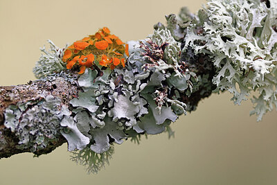 BUITEN BEELD Foto: 451181