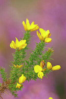 BUITEN BEELD Foto: 451184