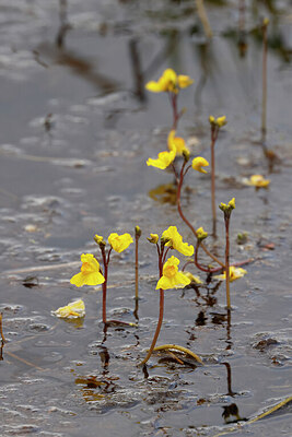 BUITEN BEELD Foto: 451185