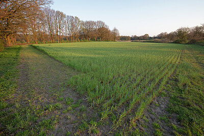 BUITEN BEELD Foto: 451211