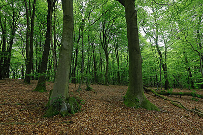 BUITEN BEELD Foto: 451225