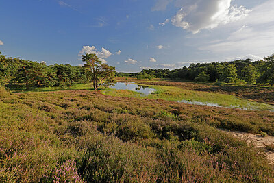 BUITEN BEELD Foto: 451241