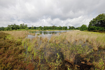 BUITEN BEELD Foto: 451248