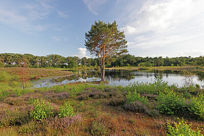 BUITEN BEELD Foto: 451312