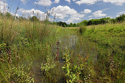 BUITEN BEELD Foto: 451329