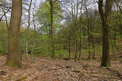 BUITEN BEELD Foto: 451351