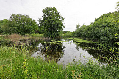 BUITEN BEELD Foto: 451361