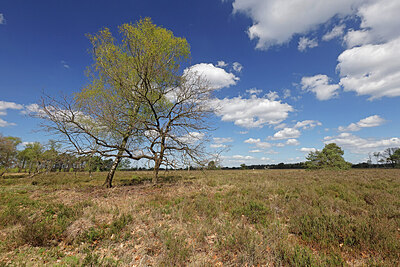 BUITEN BEELD Foto: 451417