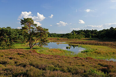 BUITEN BEELD Foto: 451429