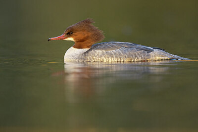 BUITEN BEELD Foto: 451436