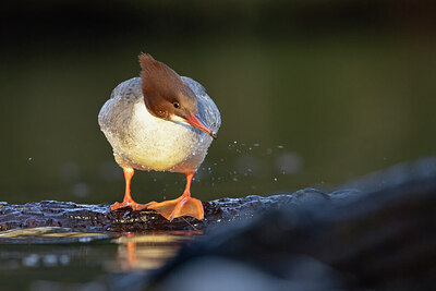 BUITEN BEELD Foto: 451439