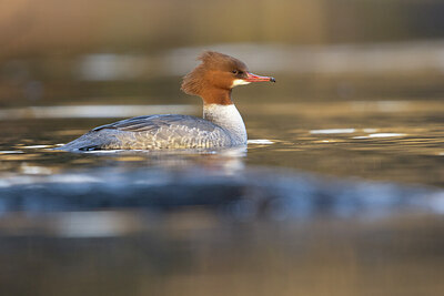 BUITEN BEELD Foto: 451440