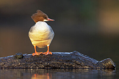 BUITEN BEELD Foto: 451441