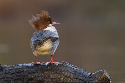 BUITEN BEELD Foto: 451442