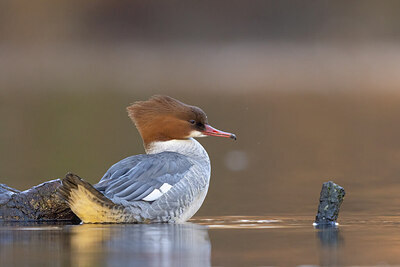 BUITEN BEELD Foto: 451443