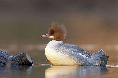 BUITEN BEELD Foto: 451444