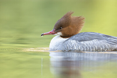 BUITEN BEELD Foto: 451445