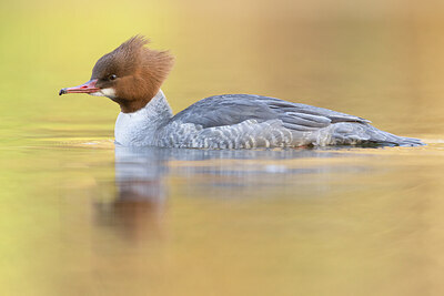 BUITEN BEELD Foto: 451446