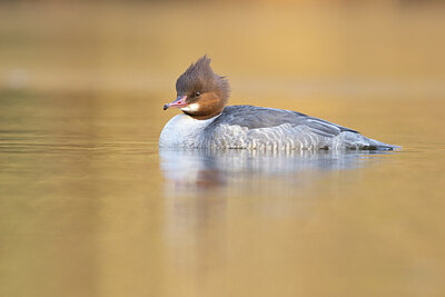 BUITEN BEELD Foto: 451447
