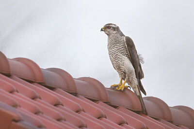 BUITEN BEELD Foto: 451449