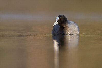 BUITEN BEELD Foto: 451452