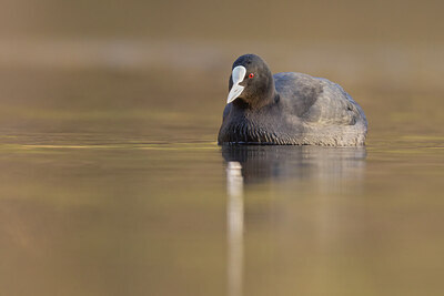 BUITEN BEELD Foto: 451453