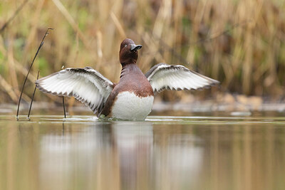 BUITEN BEELD Foto: 451458
