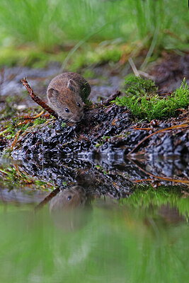 BUITEN BEELD Foto: 451489
