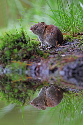 BUITEN BEELD Foto: 451492