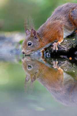 BUITEN BEELD Foto: 451493