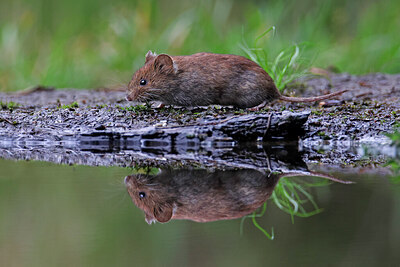 BUITEN BEELD Foto: 451494