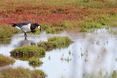 BUITEN BEELD Foto: 451498