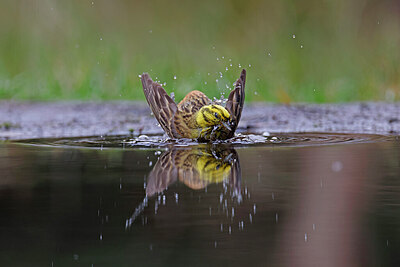 BUITEN BEELD Foto: 451500