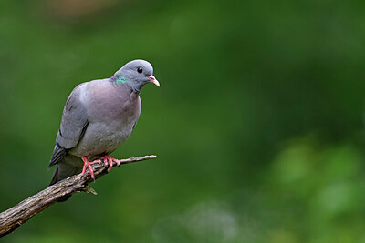 BUITEN BEELD Foto: 451502
