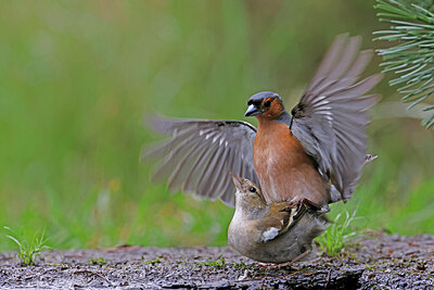 BUITEN BEELD Foto: 451505