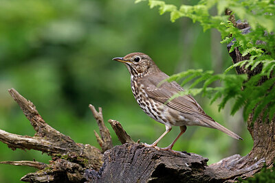 BUITEN BEELD Foto: 451506