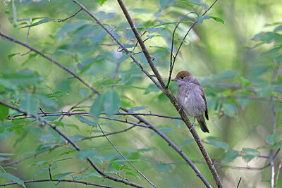 BUITEN BEELD Foto: 451507