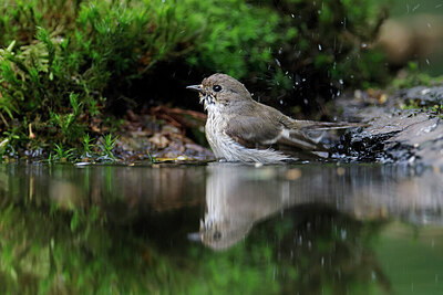 BUITEN BEELD Foto: 451508