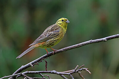 BUITEN BEELD Foto: 451511